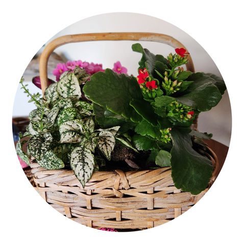 Now Growing — Mixed Plant Basket
