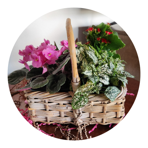 Now Growing — Mixed Plant Basket