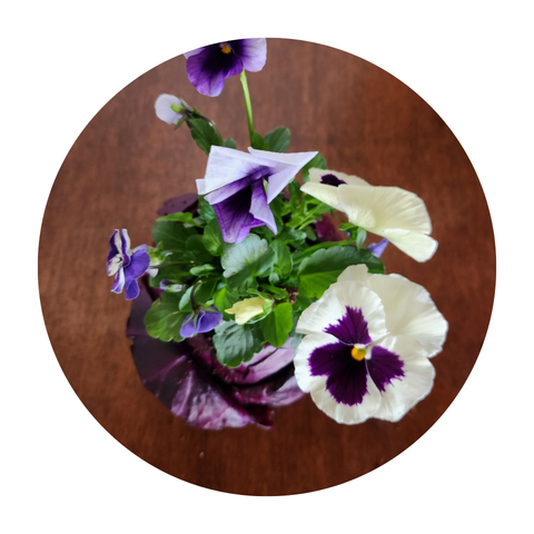 Blooming Cabbage