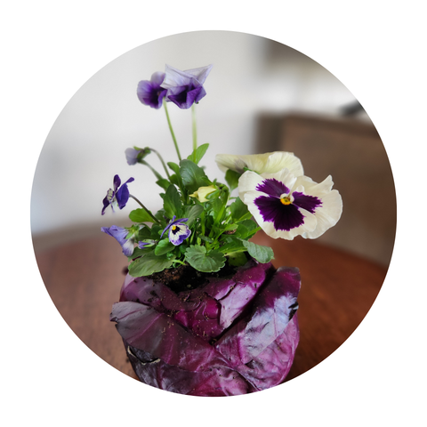 Blooming Cabbage
