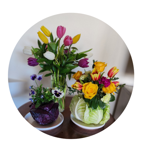 Blooming Cabbage
