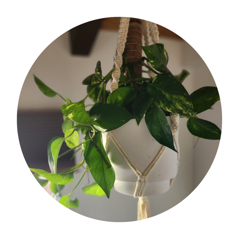 Now Growing — Live Indoor Plants