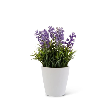 Lavender Plant — “Whisper of Peace”