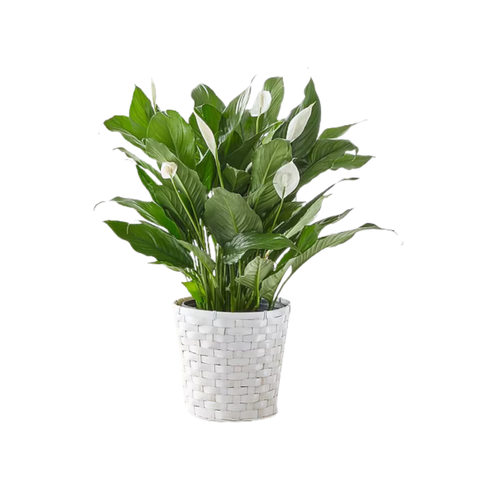 Peace Lily — “Bloom of Grace”