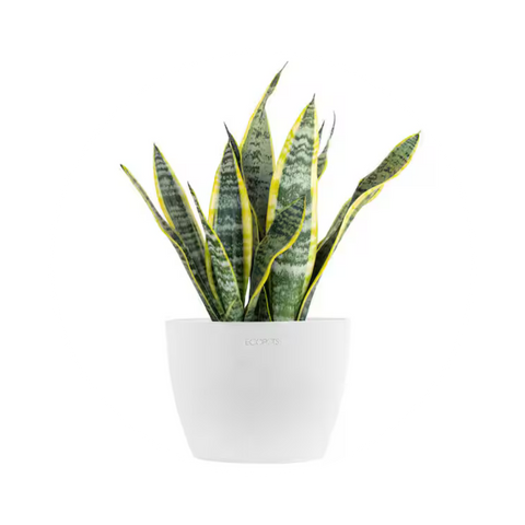 Snake Plant — “Rooted Strength”